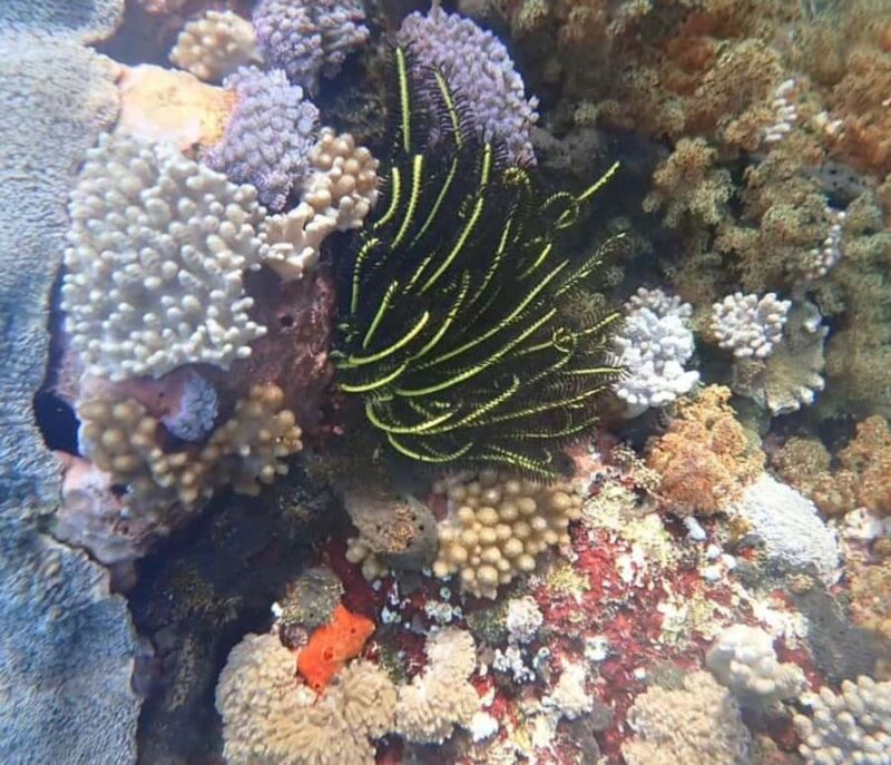 private daytour : nusa lembongan,ceningan,snorkeling - Good To Know