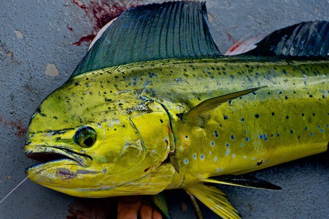 Private Deep Water Fishing in Kauai - The Experience: What You Can Expect from a Kauai Deep Water Fishing Day