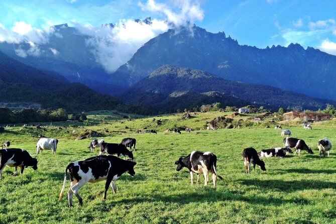 Private Desa Dairy Farm, Kinabalu National Park, Hot Spring & Canopy Walk Tour - Inclusions and Exclusions