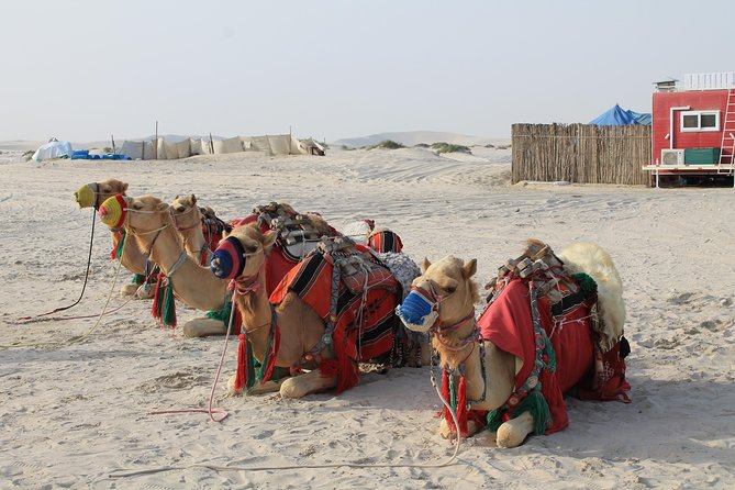 Private Desert Safari With BBQ Lunch/Dinner at Souk Al Wakra Tour - The Sum Up