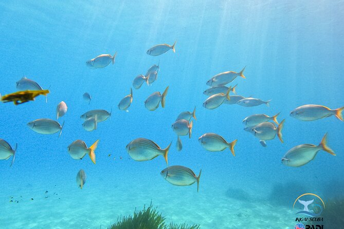 Private Discover Scuba Diving - Use of Scuba Equipment and Safety