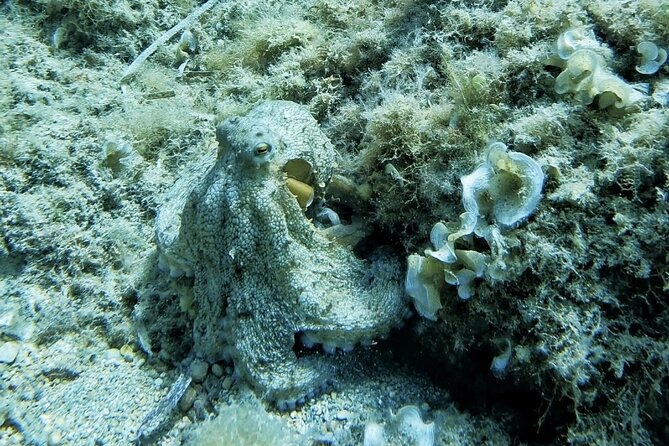 Private Discover Scuba Diving - What to Expect: Accessibility and Recommendations