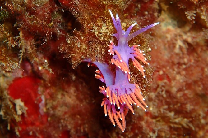 Private Discovery of Scuba Diving in Estérel - Cancellation Policy and Changes