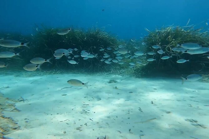 Private Discovery of Scuba Diving in Estérel - Common Questions