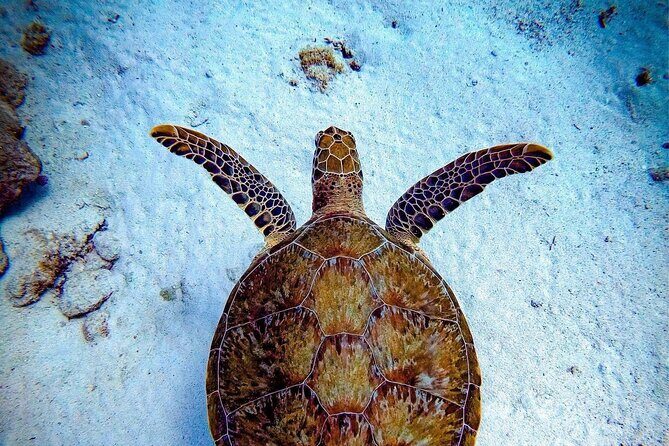 Private Dive at Shipwreck + Beautiful Reef Spot(Certified divers) - Everything You Need to Know About the Private Dive at Shipwreck + Beautiful Reef Spot (Certified Divers)