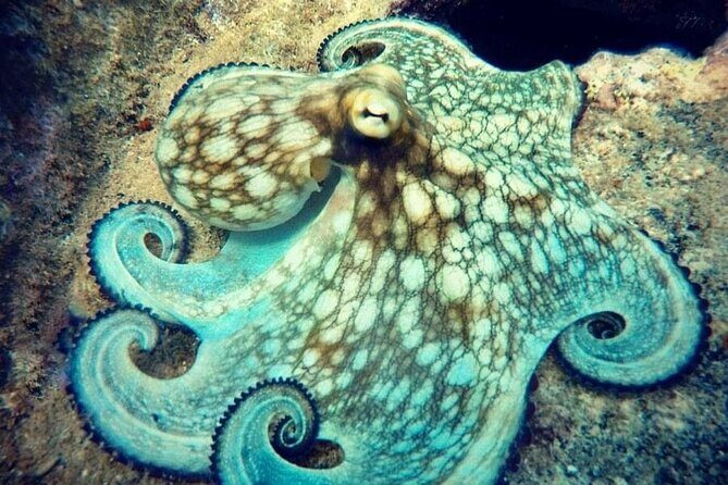 Private Dive at Shipwreck + Beautiful Reef Spot(Certified divers) - Practical Details & Tips