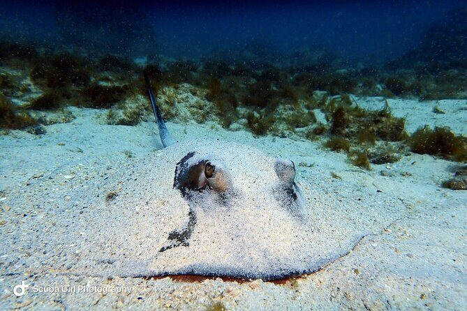 Private Dive at Shipwreck + Beautiful Reef Spot(Certified divers) - What the Reviews Tell Us