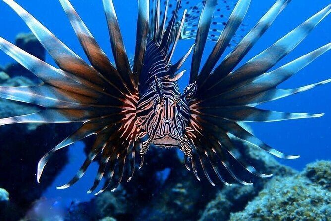 Private Dive at Shipwreck + Beautiful Reef Spot(Certified divers) - Is This Tour Right for You?