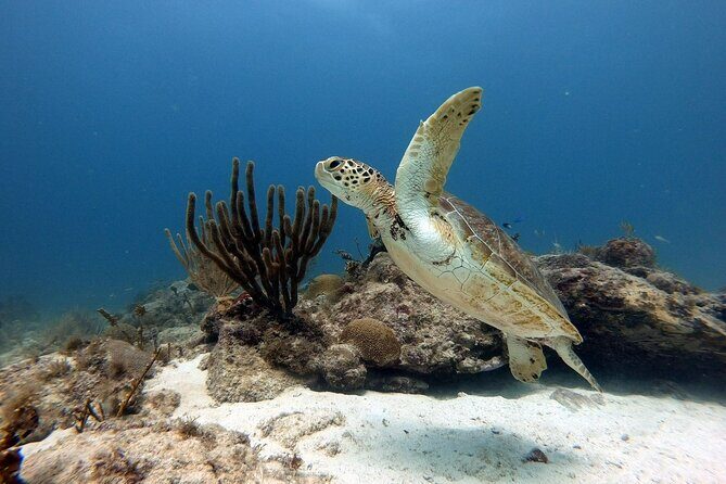 Private Dive at Shipwreck + Beautiful Reef Spot(Certified divers) - Final Thoughts