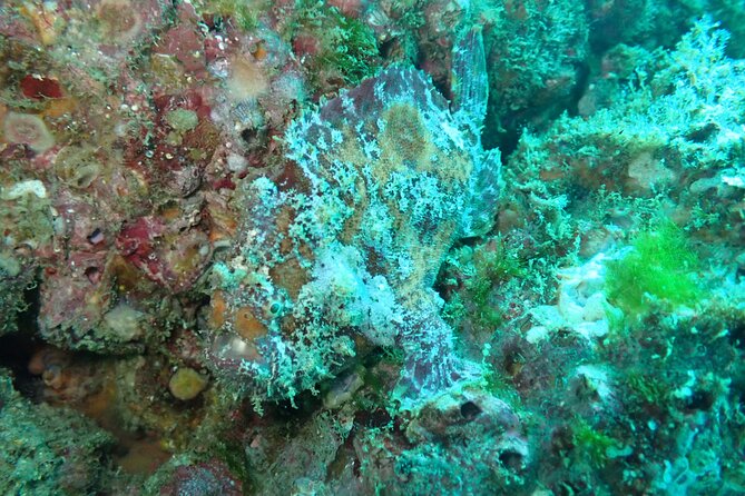 Private Dive Boat for Certified Divers - Cabo San Lucas - Additional Information and Support