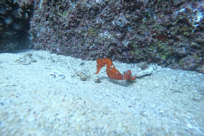 Private Dive Boat for Certified Divers - Cabo San Lucas - Directions to Meeting Point