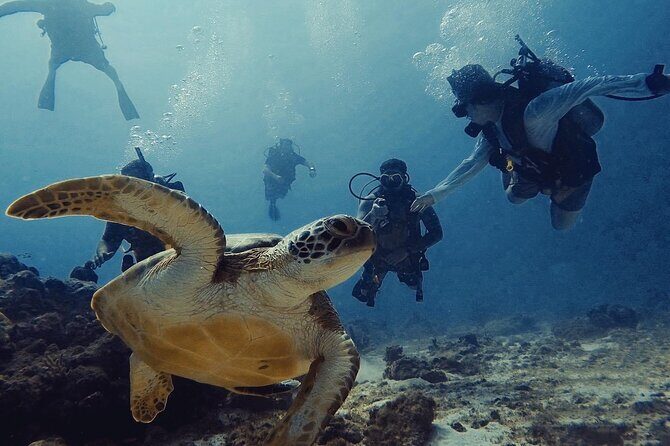 Private Dive + videographer/Photographer (Certified divers only) - Good To Know