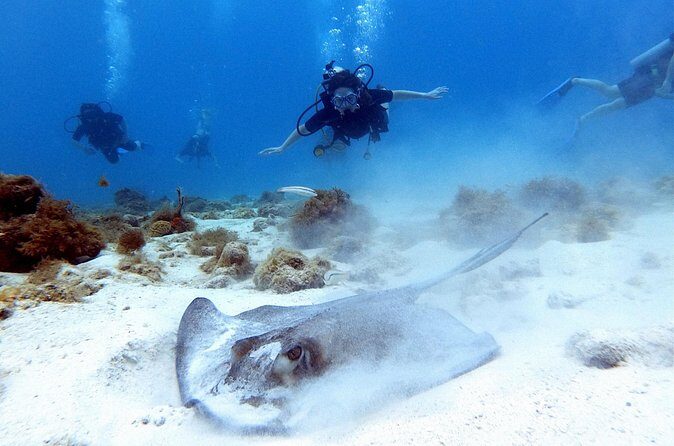 Private Dive + videographer/Photographer (Certified divers only) - FAQs