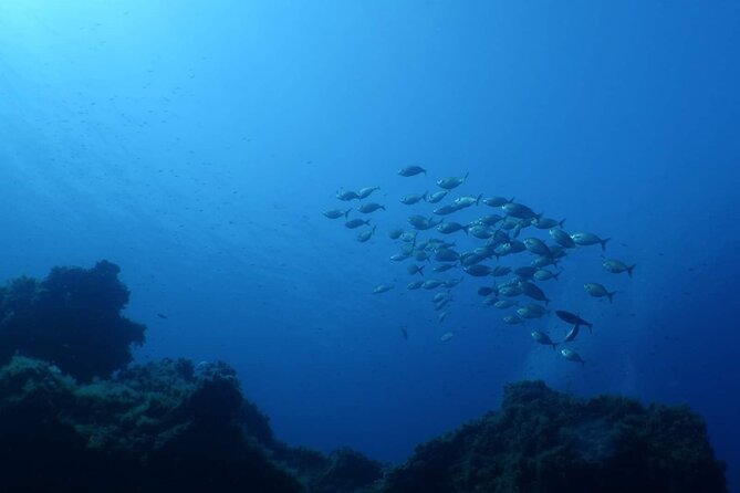 Private Diving Baptism in the Golf of Calvi - Booking Confirmation