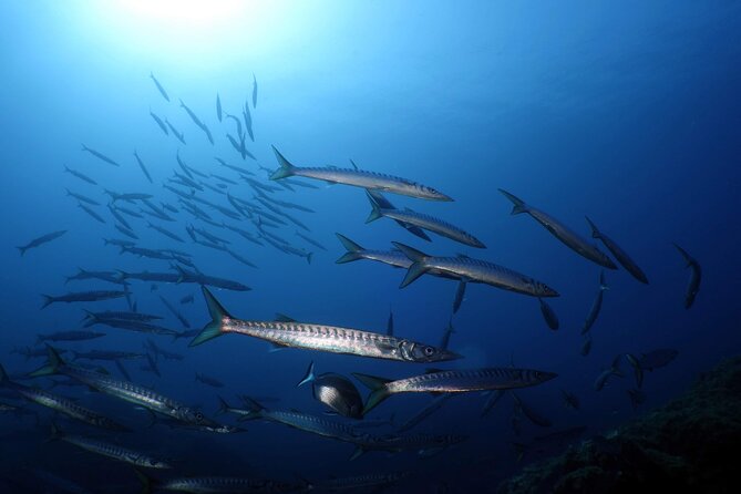Private Diving Baptism in the Golf of Calvi - Health and Fitness Requirements