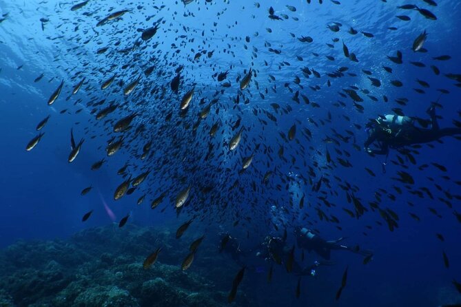 Private Diving Baptism in the Golf of Calvi - Cancellation Policy