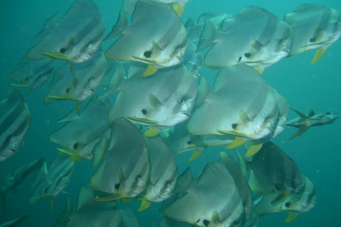 Private Diving on Shared Trip at Racha Noi and Racha Yai From Phuket Incl. Lunch - Common Questions