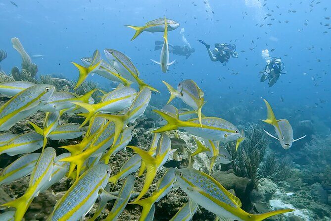 Private Diving & Southside tour - Final Thoughts