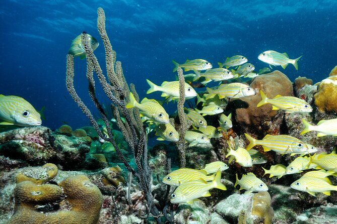 Private Diving & Southside tour - FAQs