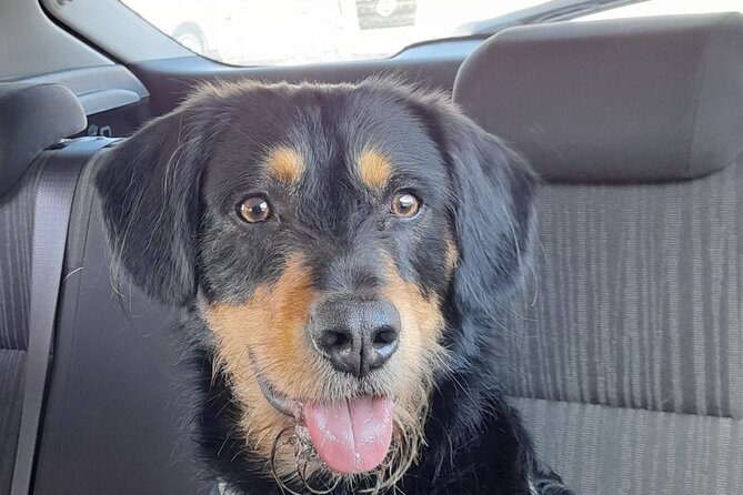 Private Dog Walk Tour in Edinburgh - Price and Booking Details