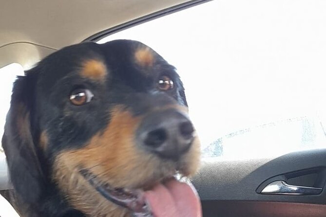 Private Dog Walk Tour in Edinburgh - Inclusions and Meeting Point