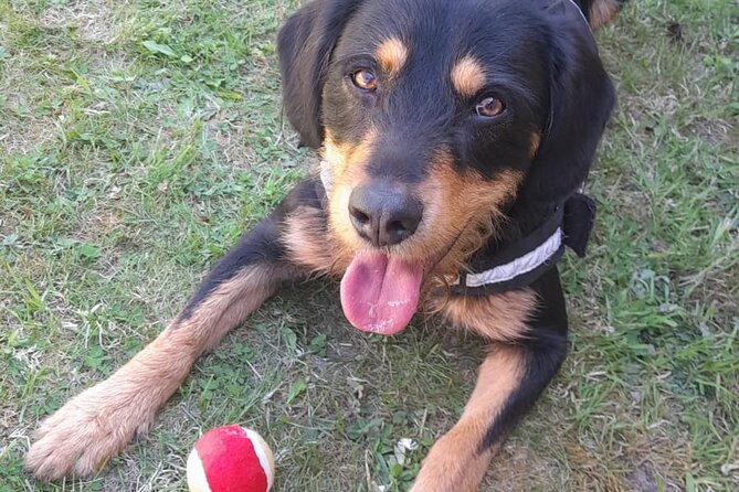 Private Dog Walk Tour in Edinburgh - Cancellation Policy