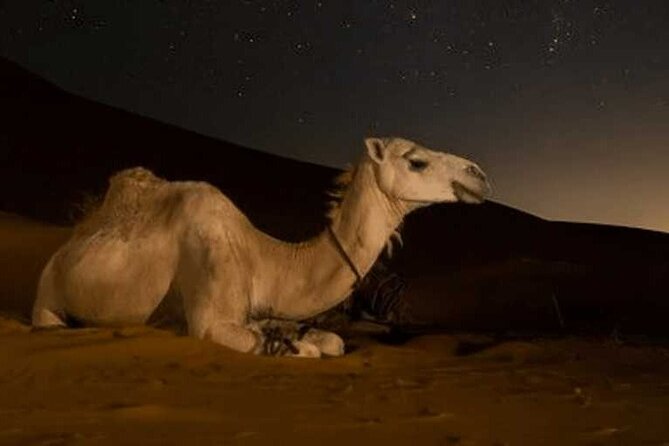 Private Doha Night Desert Safari Tour - Itinerary