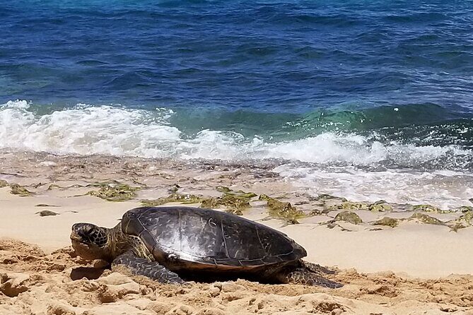 Private Dole,Garlic Shrimp, N.Shore, Haleiwa, Customizable tour - Exploring the Private Dole, Garlic Shrimp, North Shore, Haleiwa Tour