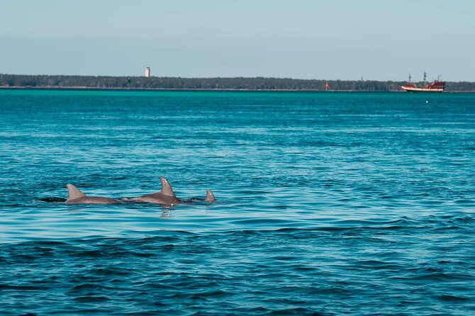 Private Dolphin Adventure - Booking Information