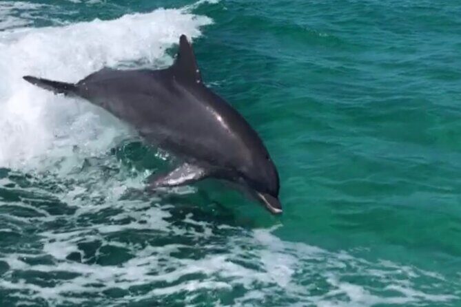 Private Dolphin Cruise - Good To Know