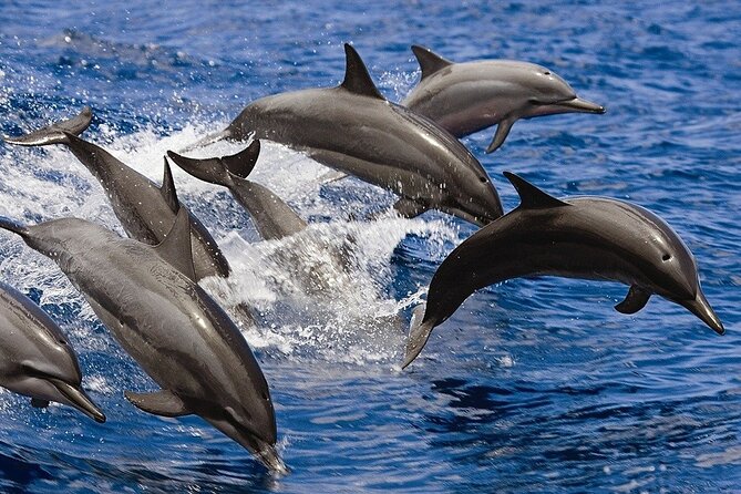 Private Dolphin House Speedboat & One Intro Diving - Hurghada - Cancellation Policy