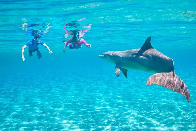 Private Dolphin House Speedboat Parasailing Adventure in Hurghada - Good To Know