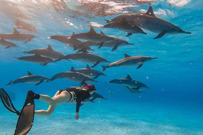 Private Dolphin House Speedboat Parasailing Adventure in Hurghada - Additional Information