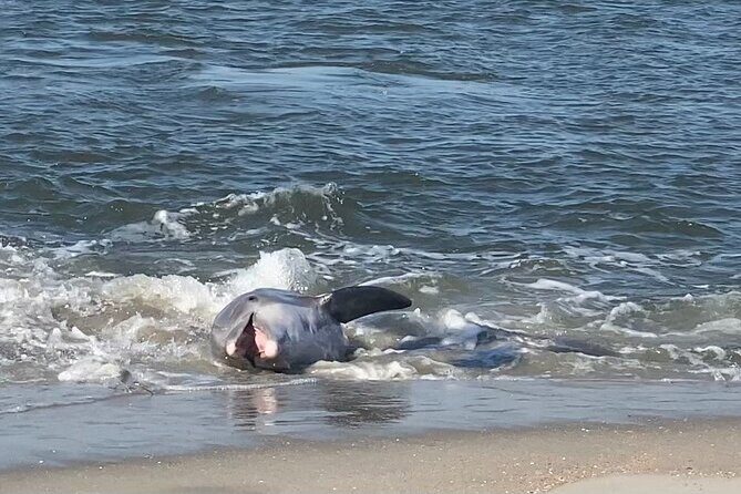 Private Dolphin, Lighthouse and Shelling Adventure (Folly Beach) - The Sum Up: Who Is This Tour Best For?