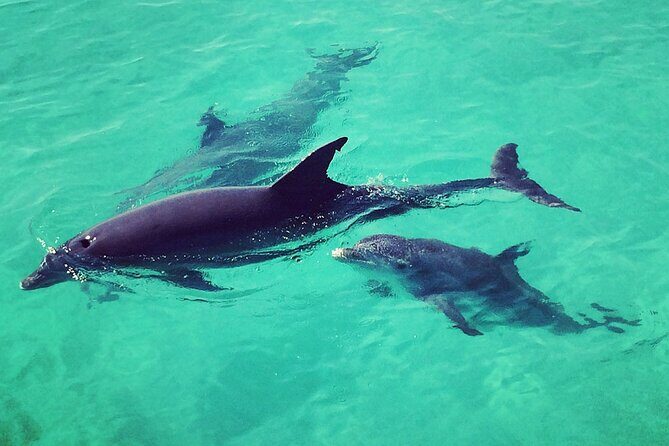 Private Dolphin Playground Safari - Why This Tour Offers Great Value