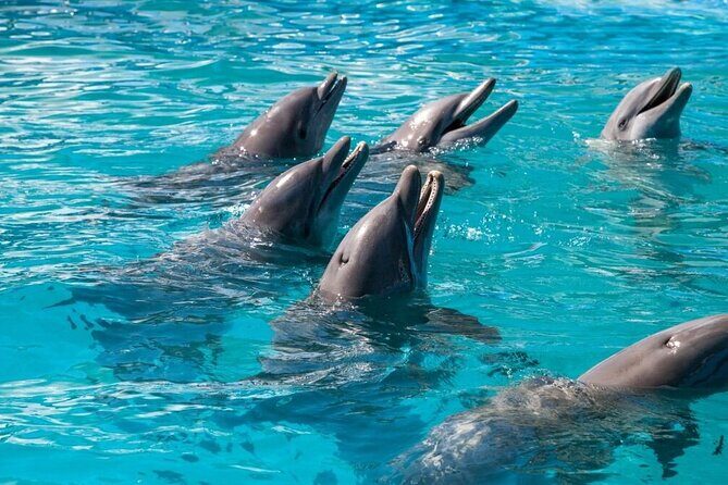 Private Dolphin Playground Safari - Final Thoughts