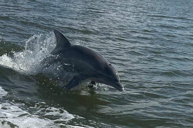 Private Dolphin Sightseeing Excursion - Good To Know