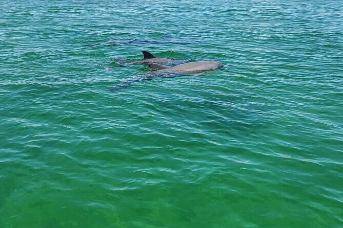 Private Dolphin Sightseeing Excursion - The Route and Highlights