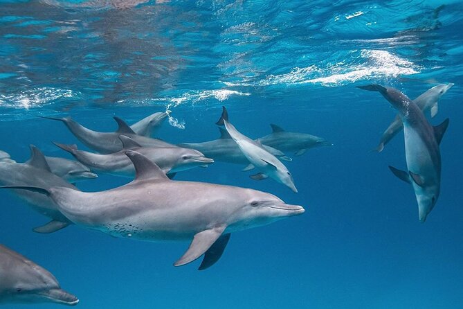 Private Dolphin Tour; Kuza Cave; Paje Beach; The Rock Restaurant; Jozani Forest - Inclusions Provided
