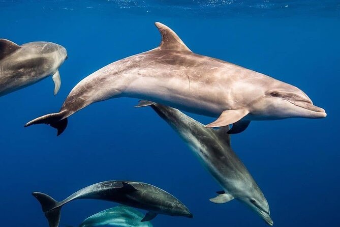 Private Dolphin Tour; Kuza Cave; Paje Beach; The Rock Restaurant; Jozani Forest - Pickup and Drop Off