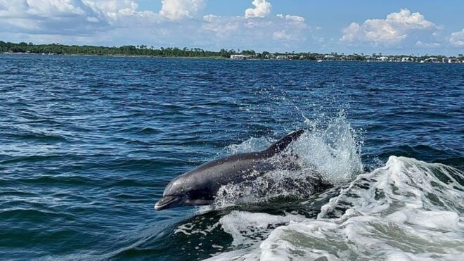 Private Dolphin Tour With Secluded Beach/Snorkel Stop - Full Description