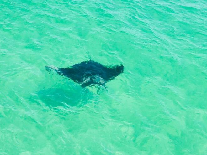 Private Dolphin Tour With Secluded Beach/Snorkel Stop - Meeting Point