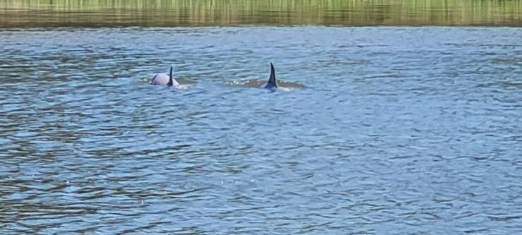 Private Dolphin Tours in the Amazing Savannah Marsh - Activity Details