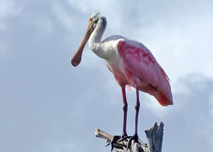 Private Dolphin Tours in the Amazing Savannah Marsh - Wildlife and Scenic Exploration