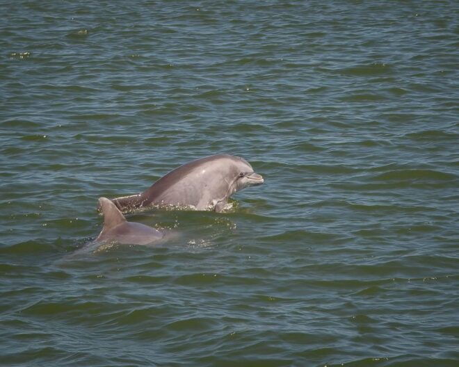 Private Dolphin Tours in the Amazing Savannah Marsh - Tour Options and Customization
