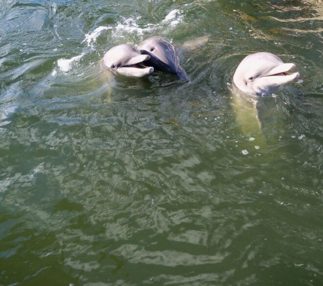 Private Dolphin Tours in the Amazing Savannah Marsh - Booking and Meeting Point
