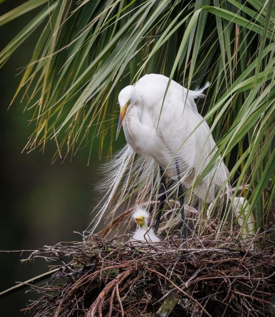 Private Dolphin Tours in the Amazing Savannah Marsh - Common Questions