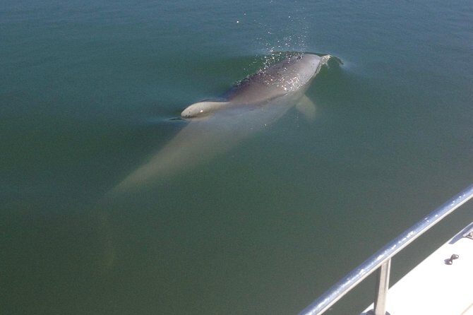 Private Dolphin Watch, Lighthouse and Ecological Boat Tours - Discovering the Beauty of Folly Beach with a Private Dolphin, Lighthouse, and Ecological Boat Tour