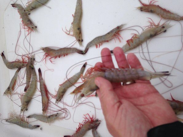 Private Dolphin Watch, Lighthouse and Ecological Boat Tours - Exploring the Tour Itinerary in Detail