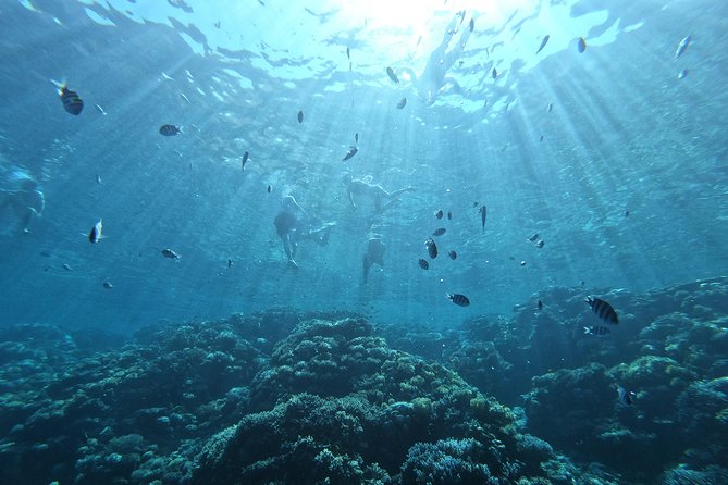 Private Dolphin Watching And Snorkeling Tour - Dolphin Observation in Natural Habitat